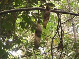 Image result for Anthonotha