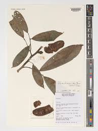 Image result for Polyceratocarpus gossweileri