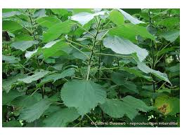 Image result for Boehmeria nivea