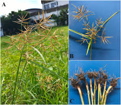 Image result for Cyperus maculatus