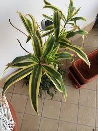 Free Plant Identification Foliage Plants Plants This Or That Questions