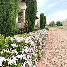 Image result for Jasminum multipartitum