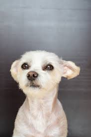 Hier kostenlos bei youtube anschauen. Hund Weiss Klein Kostenloses Foto Auf Pixabay