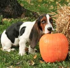 Does Pumpkin Help Dogs With Vomiting Yasserchemicals Com