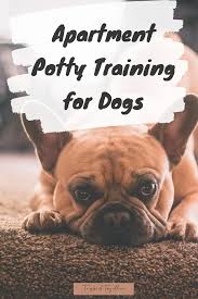 Potty training a french bulldog requires regular supervision to be effective, if you cannot supervise your frenchie during the period of the training, it is best to confine him to a particular area of the house. Apartment Potty Training For Dogs In 2020 Potty Training Puppy Puppy Potty Training Tips Potty Training Puppy Apartment