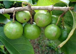 Image result for Vangueria madagascariensis