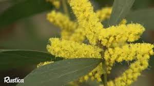 Pour cela, disposez une épaisse couche de paillage au sol. Cultiver Un Mimosa En Pot Youtube