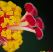 Image result for Hibiscus dongolensis