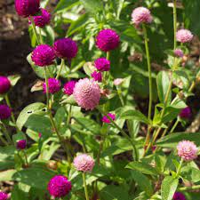 Globe Amaranth Seeds Gomphrena Globosa Free Bonus 6 Variety Seed Pack A 30 Value Globe Amaranth Seed Pack Amaranth Flower