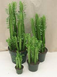 Euphorbia Trigona Aka African Milk Tree Or Cathedral Cactus Goruntuler Ile Etli Yaprakli Bitki Bahcesi Yukseltilmis Cicek Tarhlari Etli Yaprakli Bitkiler