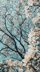 Cherry Blossoms Love Nature Photography Nature Wallpaper Beautiful Nature We have 67+ amazing background pictures carefully picked by our community.
