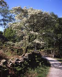 Create a free family tree for yourself or for june borrowdale and we'll search for valuable new information for you. Hawthorn Tree In Flower Quarryfoot Quarry Borrowdale Lake District Cumbria England Photograph By Michael Walters
