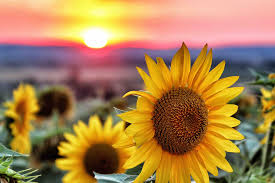 Check spelling or type a new query. Sunflower Sunset Woodland Counseling Llc