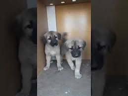 Kangal Kopek Yavrusu Satislari 0554 745 52 53 Kopek Kangal Kopegi