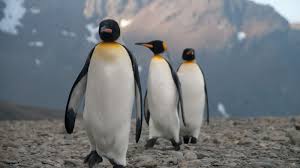 King Penguin Populations Could Shrink By 70 Percent In 80