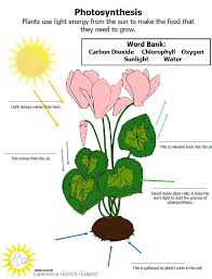 Teach The Process Of Photosynthesis With This Free Downloadable Activity Photosynthesis Worksheet Photosynthesis Activities Plant Science