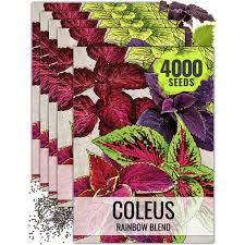 Image result for Coleus eminii