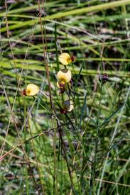 Image result for Eulophia tenella