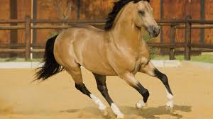 1591830 buckskin maysdorf honey 1982 1938649 dun dedics skippa doc 1978 1362118 buckskin schoolmarm 1974 1032766 dun baileys badland buck 100% color producer: Horses Of Many Unique Colors Young Rider