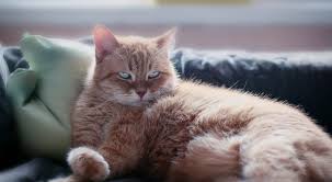 Contact μαύρη γάτα on messenger. Gata To Pontiki
