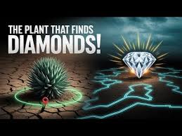 Image result for Pandanus candelabrum