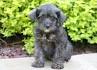 Schnoodles for Sale | Dogs on Oodle Classifieds