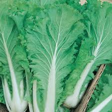 Start by picking the perfect location in your garden and then plant your seeds. Cabbage Seeds Chinese Michihili Mckenzie Seeds