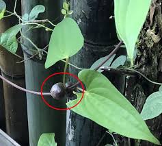 葉につく芋 秋の味覚 むかご 零余子 について注意点等まとめました だんごむし
