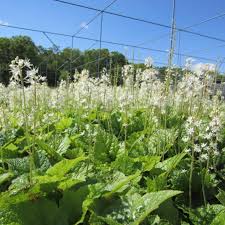 Image result for Nidorella ivifolia