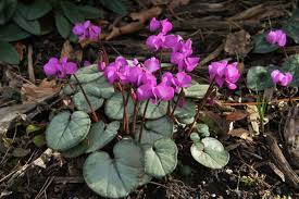 Easy spring flowering plants for shade. Bulbs Corms Rhizomes Roots Cyclamen Coum Silver Leaf Forms 7cm Pot Hardy Spring Flowering Pink Flower Shade Garden Patio Goldenvillainn Com