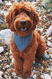 In general, goldendoodles can range from $1,000 up to $5,000. Goldendoodle Owner Interview Featuring Fitz The Red F1 Goldendoodle