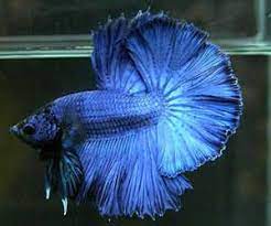 導讀 漂亮卻個性兇猛好鬥的鬥魚 常是養魚初學者愛養的對象 賞心悅目 又能看其打鬥 鬥魚雖然好養 但可別因為好養而疏忽了 小編今天就來跟大家介紹一下鬥魚的基本知識以及飼養的小技巧 pets animals fish pet