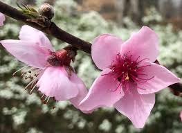 Image result for Prunus persica