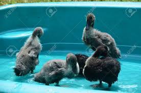 Buy blue swedish ducks and ducklings online from metzer farms â€ we have live blue swedish ducks and baby ducks for sale online. Baby Blue Swedish Ducks In A Pool Stock Photo Picture And Royalty Free Image Image 22033179