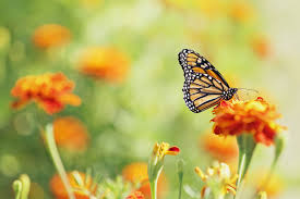 Prairie nursery, one of the first nurseries to grow and sell native plants, says lupine is not only one of the best flowers for bees, but the only host plant for the rare karner blue butterfly. 10 Nectar Producing Plants To Help Create A Butterfly Garden