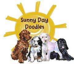 Please be aware that while on the sunny day wiki, you must have an account to edit or comment. Sunny Day Doodles Australian Labradoodle Breeder Matthews Nc