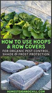 Since i have started using fabric row cover as pest protection we have seen a dramatic drop in the amount of damage we have from bugs. Using Hoops And Row Covers For Garden Pest Control Shade Frost Protection Homestead And Chill Frost Protection For Plants Garden Pest Control Garden Pests