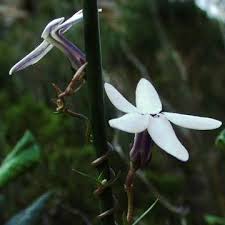 Image result for Cyphia