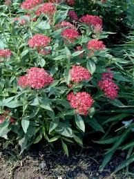 Image result for Pentas longiflora