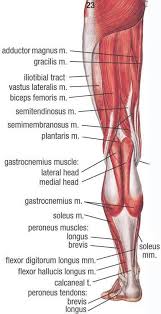 A deep cut on the palm side of your fingers, hand, wrist, or forearm can damage your flexor tendons, which are the tissues because flexor tendons are very close to the surface of the skin, a deep cut will most likely hit a flexor tendon. Posterior View Of A Left Leg Mapping The Location Of The Different Muscles That Make It Up Human Muscle Anatomy Muscle Anatomy Human Body Anatomy