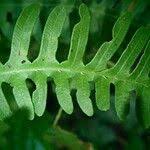 Image result for Pteris linearis