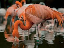 After mumbai saw its first case on march 11, the first 8 patients were discharged on march 25. Coronavirus Watch More Than 100 000 Flamingos Spotted In Navi Mumbai India Video Goes Viral India Gulf News