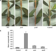 Image result for pseudomonas savastanoi pv nerii oleander symptoms