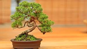 Sie werden bei lieferanten für forstbaumschulen frisch eingekauft. Bonsai Baume Kaufen Pflegen Und Schneiden Ndr De Ratgeber Garten Zierpflanzen