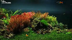 Cryptocoryne wendtii brown pot 3,5 ευρώ. Aquaflora Video Of Our 1400 Liter Aquarium Of