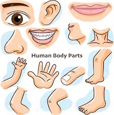 Download 386 body parts kids stock illustrations, vectors & clipart for free or amazingly low rates! Human Body Parts Different Parts Of The Body For Teaching Body Details Cartoon Flat Design Vector Illustration Royalty Free Cliparts Vectors And Stock Illustration Image 126049748