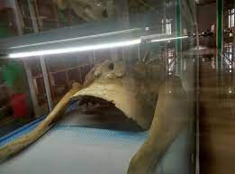 Menurut berbagai sumber mitologi, kitab, dan prasasti dari zaman jawa kuno, ia memulai kariernya tahun 1313. Ada Kerangka Gajah Mina Di Museum Linggam Cahaya Daik