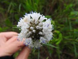 Image result for Conostomium zoutpansbergense