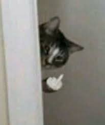 ᗷeᗩteᑎ iᑎteᒪᒪeᑕtᑌᗩᒪ on twitter cat profile cat pfp cat profile picture