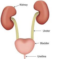 The Urinary System Consists Of The Kidneys Ureters Urinary Bladder And Urethra The System Of Organs And Tissues Involved With Regulation Of Water Content An
